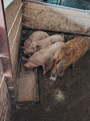 Vand soldani  frumosi - imagine 4