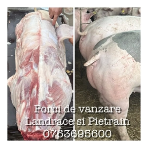 vand porci Landrace si Pietrain 