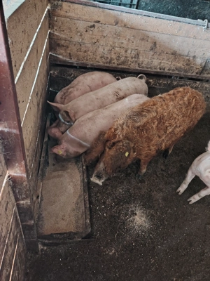 Vand soldani  frumosi - imagine 2