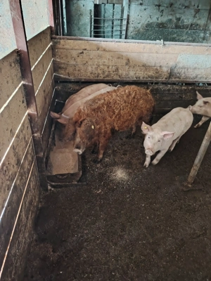 Vand soldani  frumosi