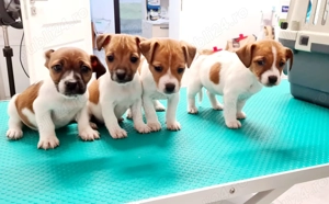 Vand catelusi Jack Russel Terrier