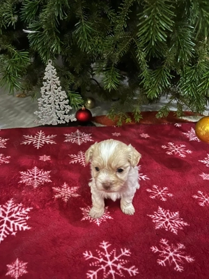 Pui bichon maltez    - imagine 2