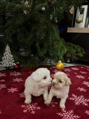 Pui bichon maltez   