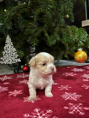 Pui bichon maltez    - imagine 4