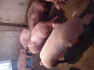 Porci de vanzare ....... - imagine 2