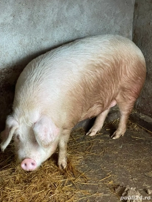 Vand Purcea Marele Alb - imagine 4