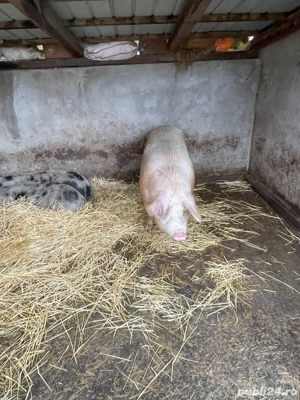 Vand Purcea Marele Alb - imagine 5