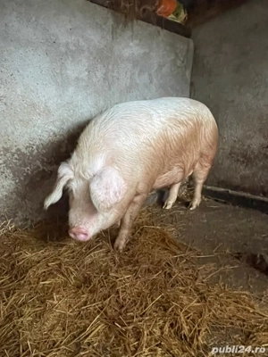 Vand Purcea Marele Alb