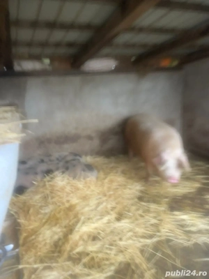 Vand Purcea Marele Alb - imagine 2