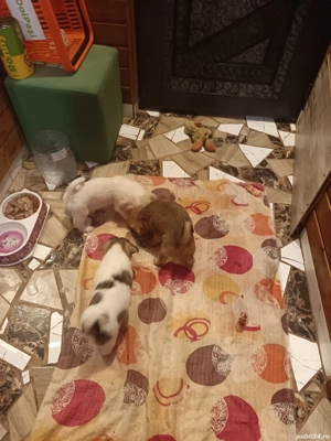 vand cățeluși bichoni  - imagine 4