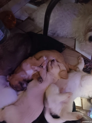 vand cățeluși bichoni  - imagine 3