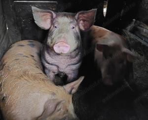 Porci de vanzare,  hraniti la cazan, 100% bio 