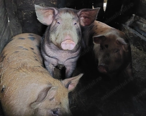 Porci de vanzare,  hraniti la cazan, 100% bio  - imagine 3