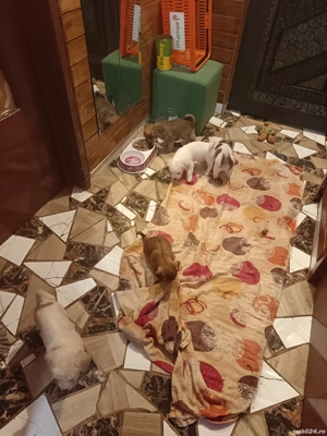 vand cățeluși bichoni  - imagine 5