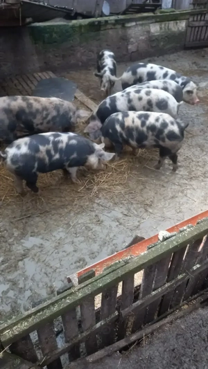 Vand porci  - imagine 2