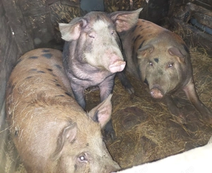 Porci de vanzare,  hraniti la cazan, 100% bio  - imagine 2