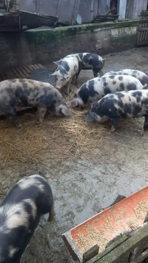 Vand porci  - imagine 3