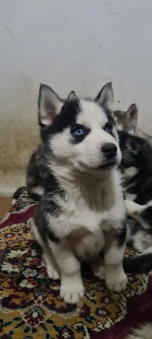 Pui Husky Siberian - imagine 2