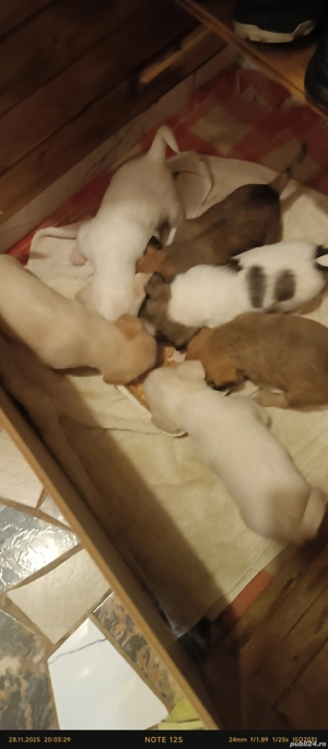 vând căței  - imagine 3