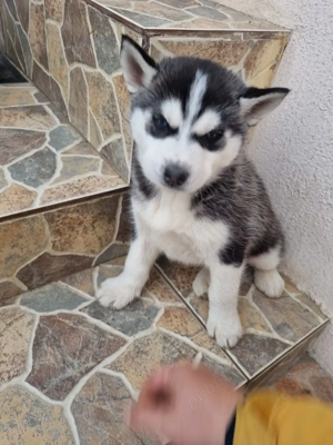Pui Husky Siberian - imagine 5