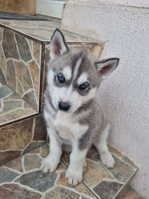 Pui Husky Siberian - imagine 4