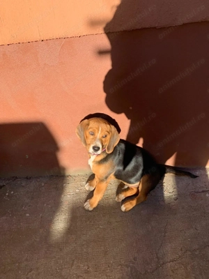 Vând Beagle 4 luni