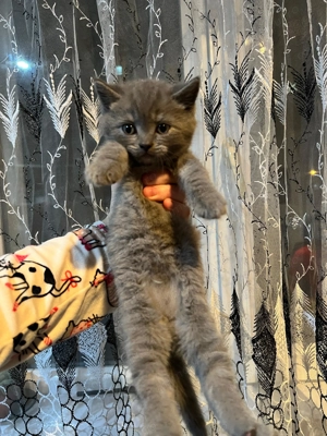 Pisoi British Shorthair rasa pura - imagine 3