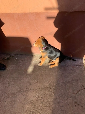 Vând Beagle 4 luni - imagine 2