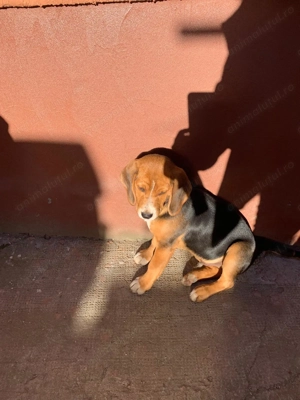 Vând Beagle 4 luni - imagine 4