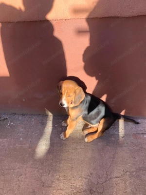 Vând Beagle 4 luni - imagine 3