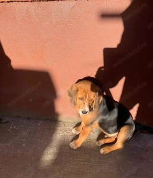 Vând Beagle 4 luni - imagine 5