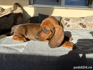 Teckel standard maro - imagine 2