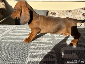 Teckel standard maro - imagine 3