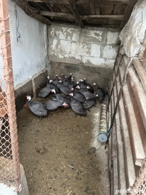 Bibilici de vanzare! 