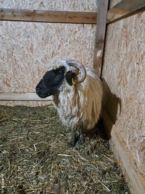 Vand oi gestante  - imagine 2