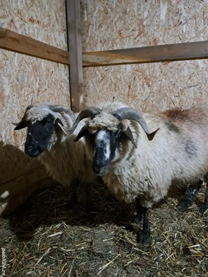 Vand oi gestante  - imagine 3