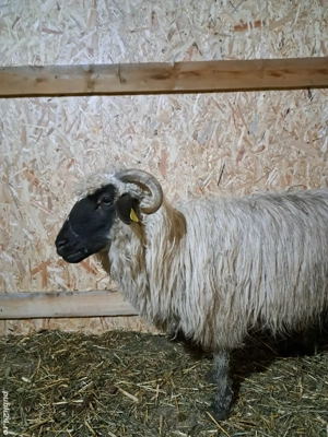 Vand oi gestante  - imagine 4