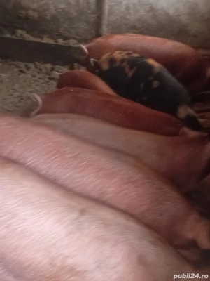 vând porci 70 până la 90 kg