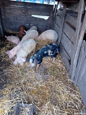 De Vânzare 8 bucăți 10 săptămânii 