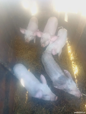 De Vânzare 5 bucăți 8 săptămânii castrați vacinați 