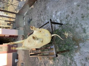 Carcasă de porc  - imagine 2