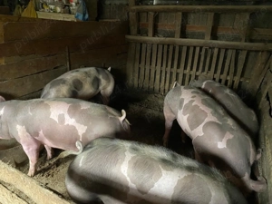 Vand porci - imagine 2