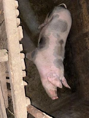 Vand porci - imagine 3