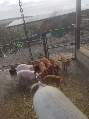 Vând purcei landrace îi - imagine 2