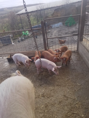 Vând purcei landrace îi - imagine 3