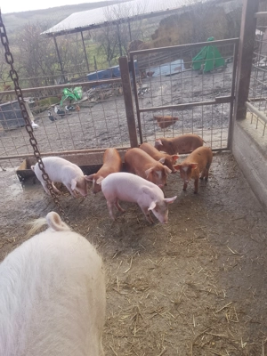 Vând purcei landrace îi - imagine 4