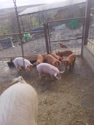Vând purcei landrace îi - imagine 5