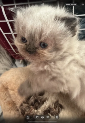 Pisicuța persana chincilla silver shaded - imagine 2