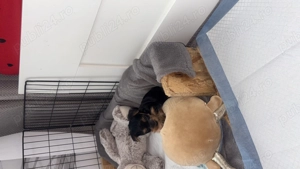 Vând căței yorkshire terrier - imagine 2