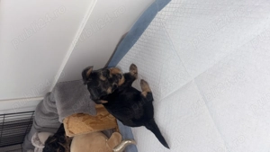 Vând căței yorkshire terrier